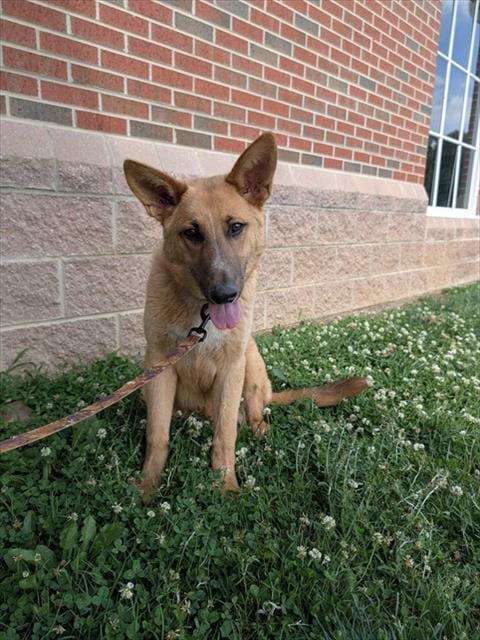 Photo of Rocky, adoptable German Shepherd Dog in Haw River, North Carolina
