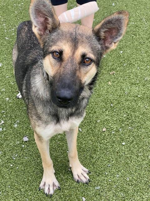 Photo of Evanescence, adoptable German Shepherd Dog in Fayetteville, North Carolina