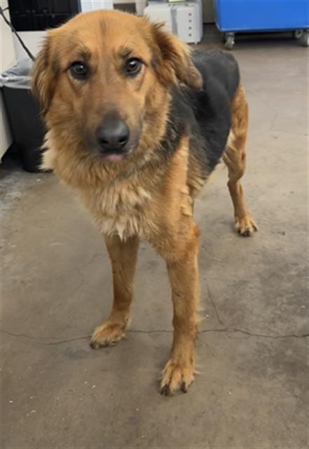 Photo of Lydia, adoptable Mixed Breed