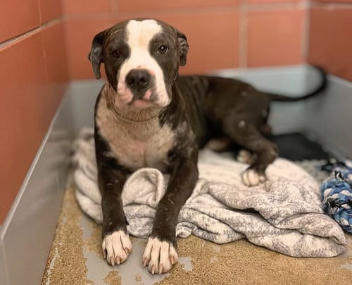Photo of Octavius, adoptable Staffordshire Bull Terrier in Houston, Texas