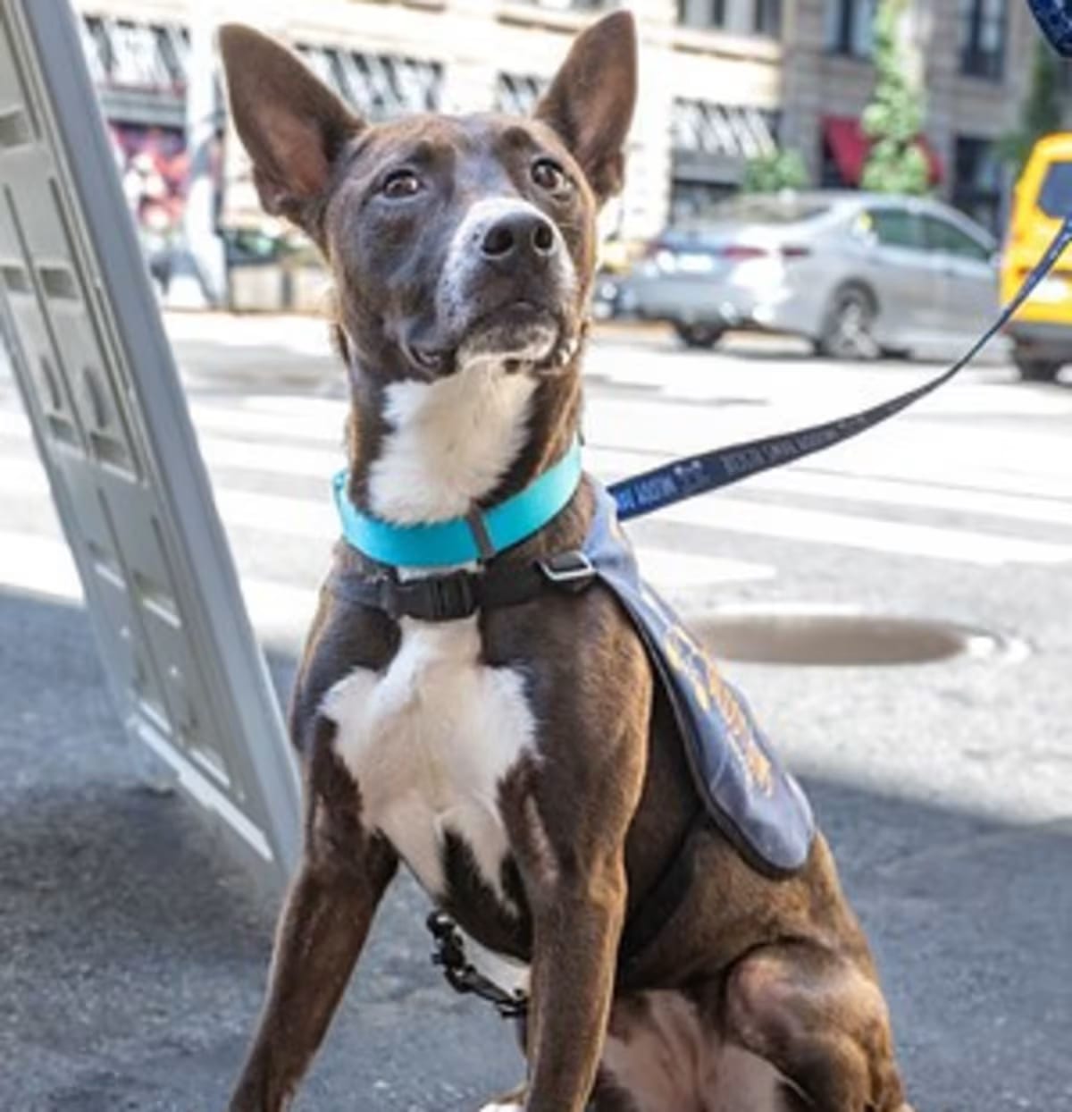 Photo of Lilly, adoptable Terrier (Unknown Type, Small) in New York, New York