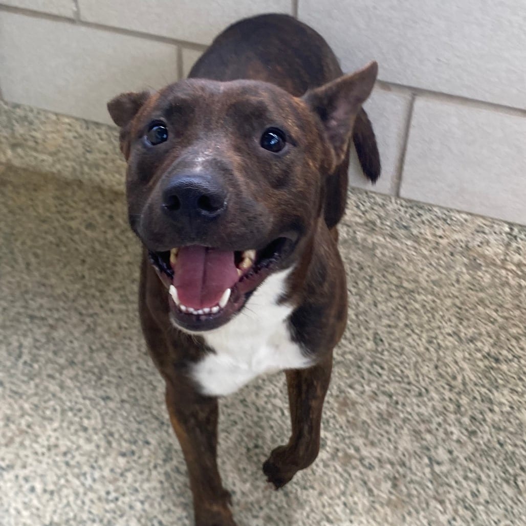 Photo of Ringo (GOLD PEAK), adoptable Mixed Breed (Medium) in Houston, Texas
