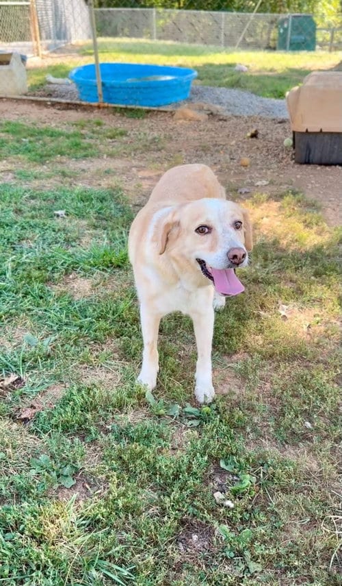 Photo of Elphie, adoptable Labrador Retriever in Crystal, Minnesota