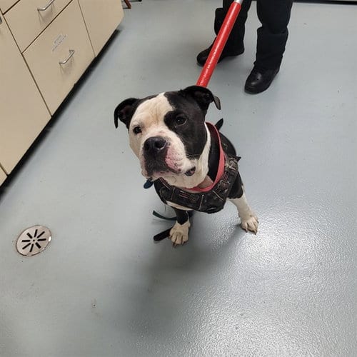 Photo of Bear, adoptable Pit Bull Terrier in St. Cloud, Florida