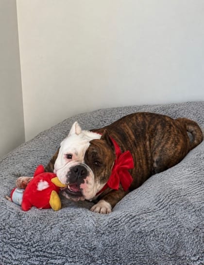 Photo of Ziva, adoptable dog in Chamblee, Georgia