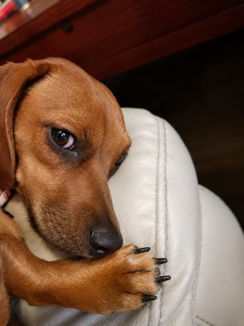 Photo of Josie (Bonded with Samantha), adoptable Dachshund in Nashville, Tennessee