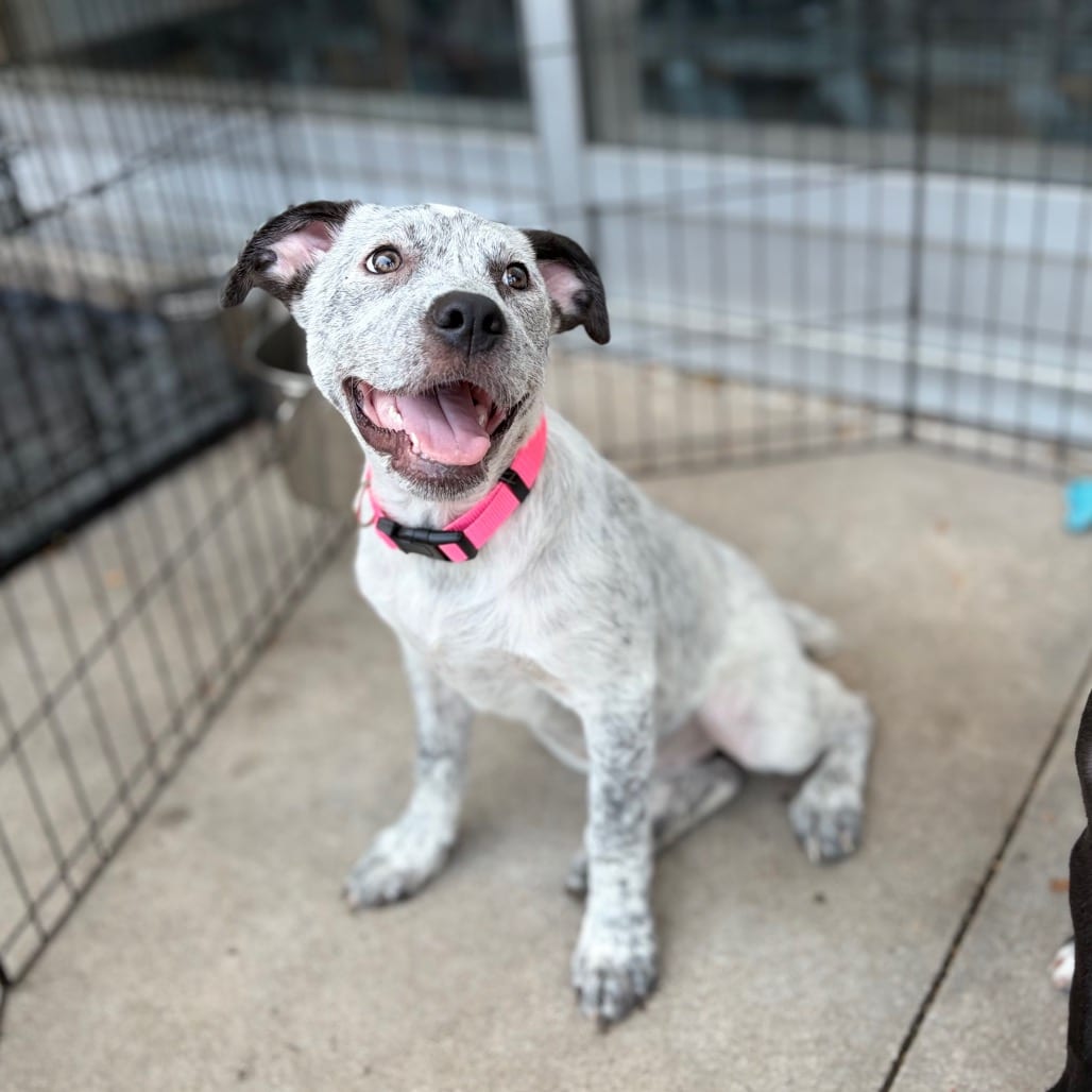 Photo of Buttercup 26-06-143, adoptable American Blue Heeler / Bulldog in Bastrop, Texas