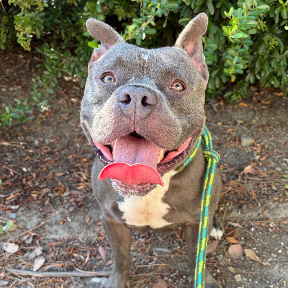 Photo of Meatball (C000-151) - Costa Mesa Location, adoptable Terrier, American Staffordshire