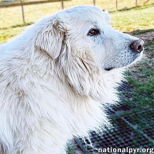 Photo of Snow Bear in VA - Enjoys Ear Rubs & Sunbathing, adoptable Great Pyrenees in Beacon, New York