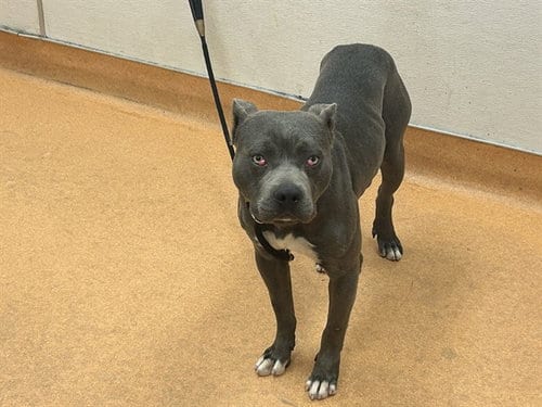 Photo of Anthony, adoptable Pit Bull Terrier in Martinez, California