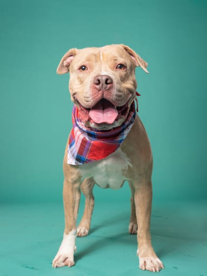 Photo of DaDa, adoptable dog in Atlanta, Georgia