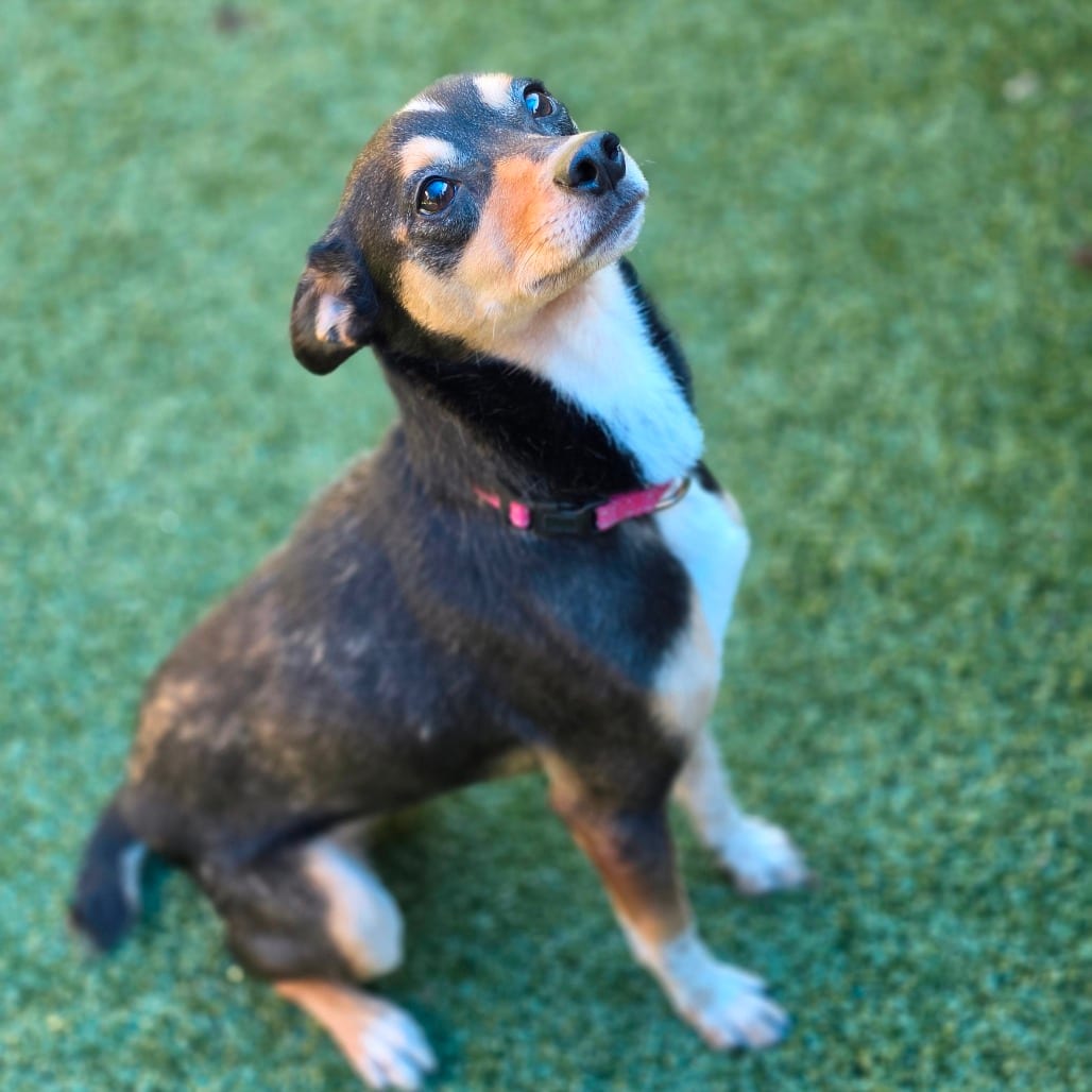 Photo of Bee, adoptable Terrier, Rat in Greensboro, North Carolina