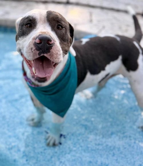 Photo of Kilo, adoptable Pit Bull Terrier in San Antonio, Texas