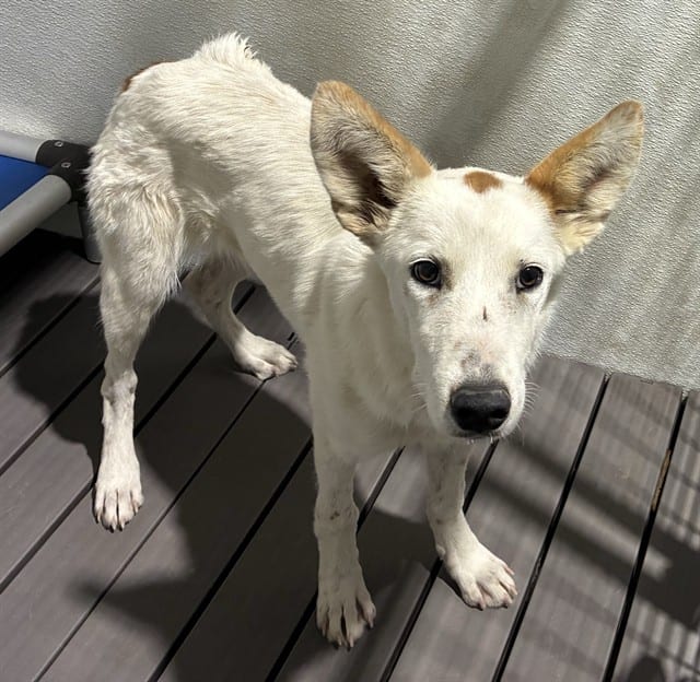 Photo of Senior Australian Shepherd mix, adoptable Australian Shepherd mix in Devore, California