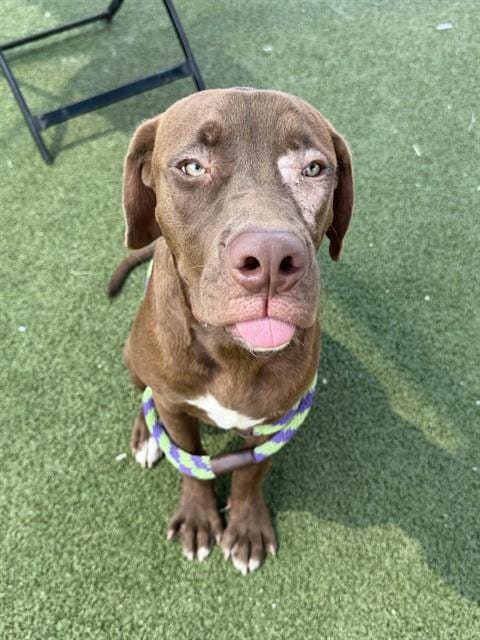 Photo of Zuko, adoptable Labrador Retriever in Pasadena, Texas