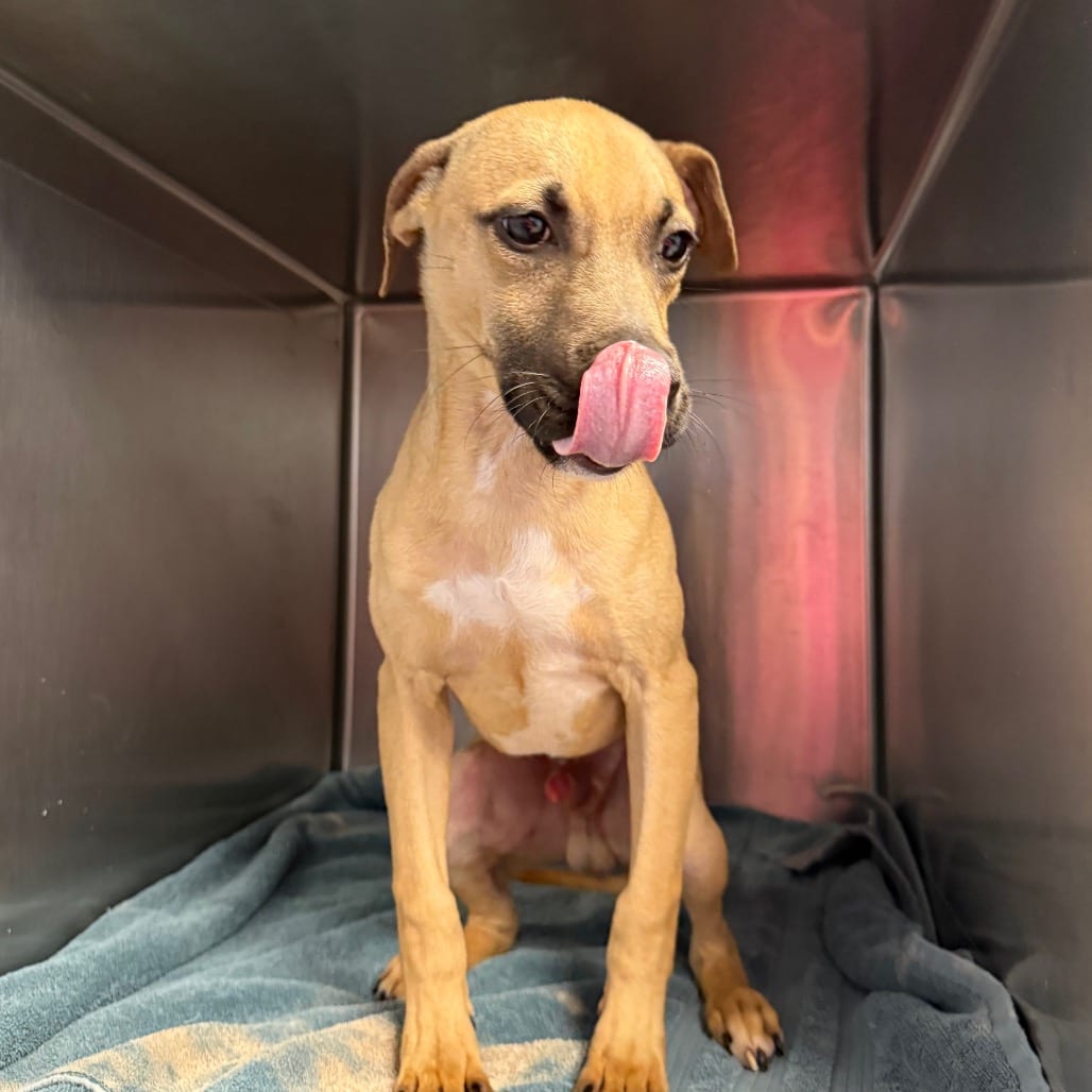 Photo of Marmaduke, adoptable Mixed Breed (Medium) in Martinsville, Virginia