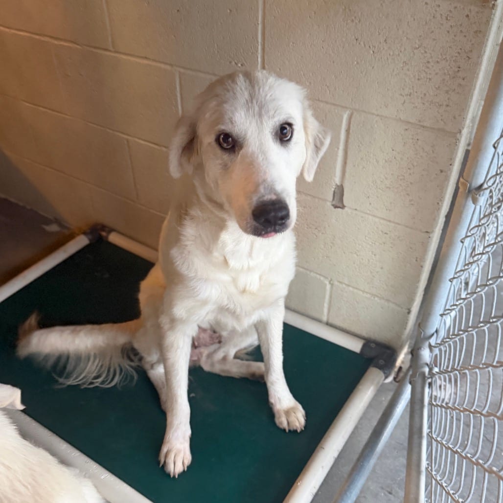 Photo of Cotton, adoptable Pyrenees, Great / Mixed Breed (Medium) in Starkville, Mississippi