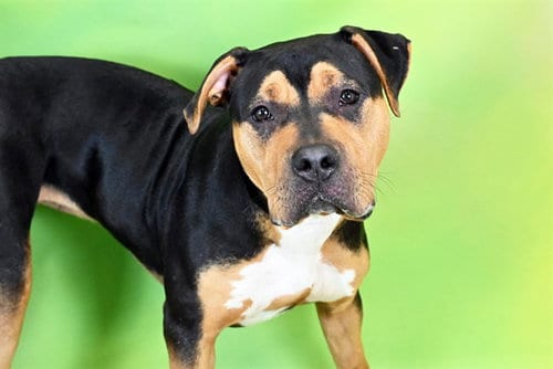 Photo of Barbie, adoptable American Bulldog in Ft Lauderdale, Florida