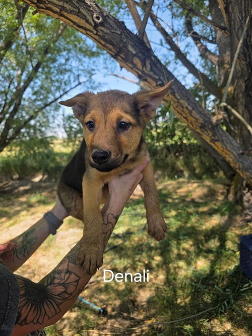 Photo of Denali, adoptable German Shepherd Dog in MIDWAY, Utah
