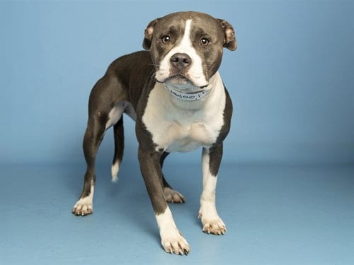 Photo of Chimichanga, adoptable American Pit Bull Terrier in Phoenix, Arizona