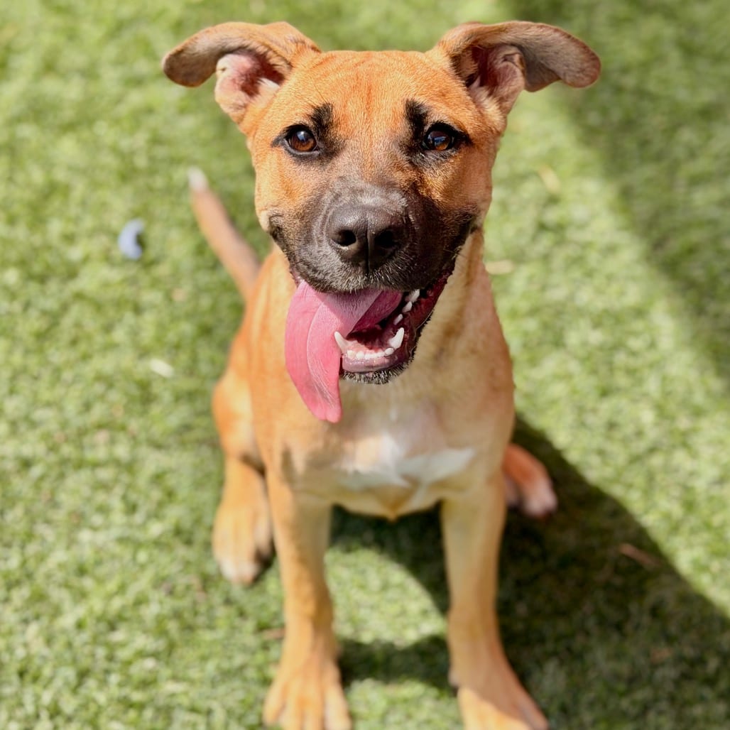 Photo of Scrappy, adoptable Terrier, American Staffordshire / Mix in San Antonio, Texas