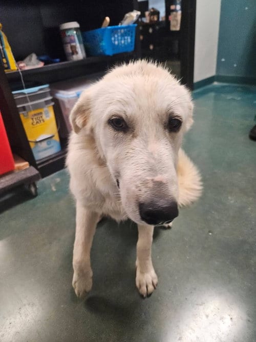 Photo of Ladybug, adoptable Great Pyrenees in Oak Bluffs, Massachusetts