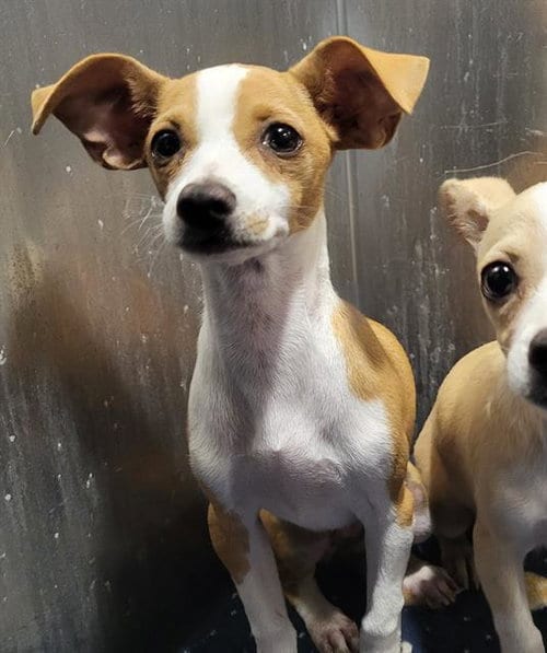 Photo of Erinn, adoptable Chihuahua in San Antonio, Texas