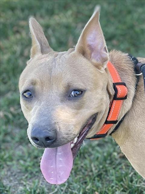 Photo of Buttercup, adoptable Pit Bull Terrier in Woodland, California