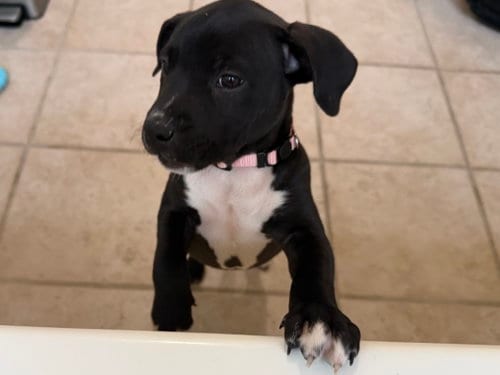 Photo of Snickers Candy Litter (Trixie mom), adoptable Terrier in Holly Springs, North Carolina