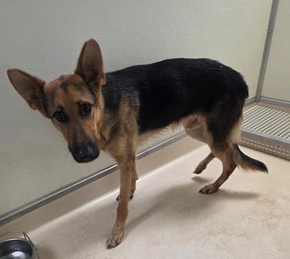 Photo of Rocky, adoptable German Shepherd in Raeford, North Carolina