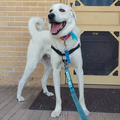 Photo of Bo, adoptable Akbash in Bountiful, Utah