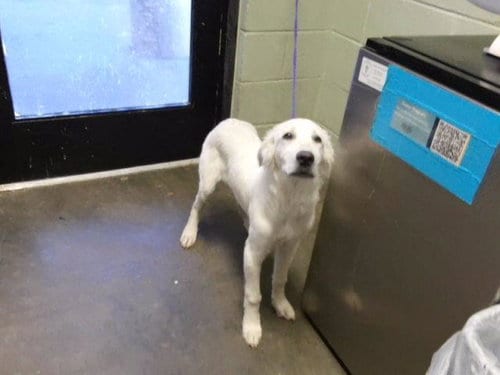 Photo of Zonnie, adoptable Great Pyrenees in Tulsa, Oklahoma