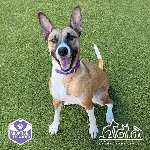 Photo of Daisy May, adoptable German Shepherd Dog in Irvine, California