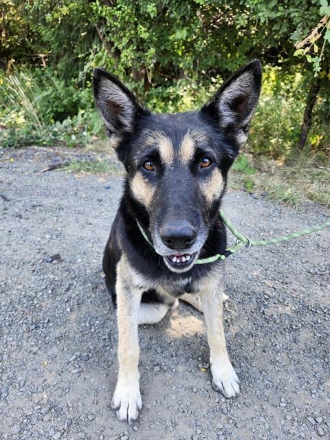 Photo of Blueberry, adoptable German Shepherd Dog in Kent, Washington