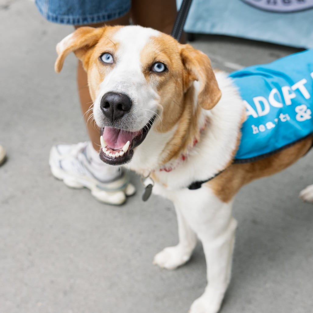 Photo of Chatham, adoptable Mixed Breed (Medium)