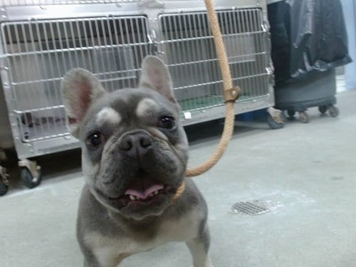 Photo of Moto, adoptable French Bulldog in Salinas, California