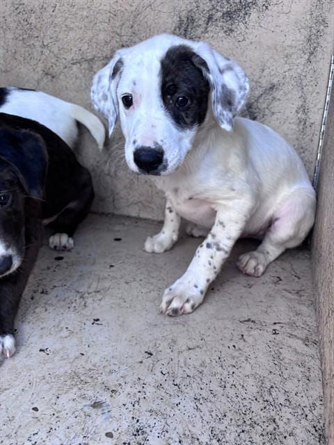 Photo of A481454, adoptable Catahoula Leopard Dog in Oklahoma City, Oklahoma