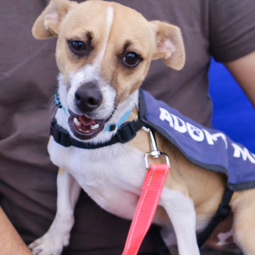 Photo of Taco, adoptable Chihuahua / Mixed Breed (Small) in San Francisco, California