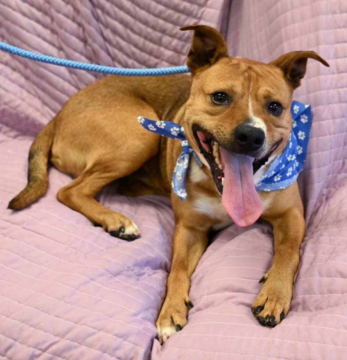 Photo of Marmot, adoptable Hound (Unknown Type) in Christiansburg, Virginia
