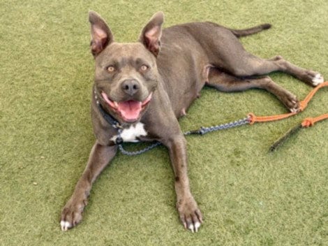 Photo of Bonita, adoptable Pit Bull Terrier in Los Angeles, California