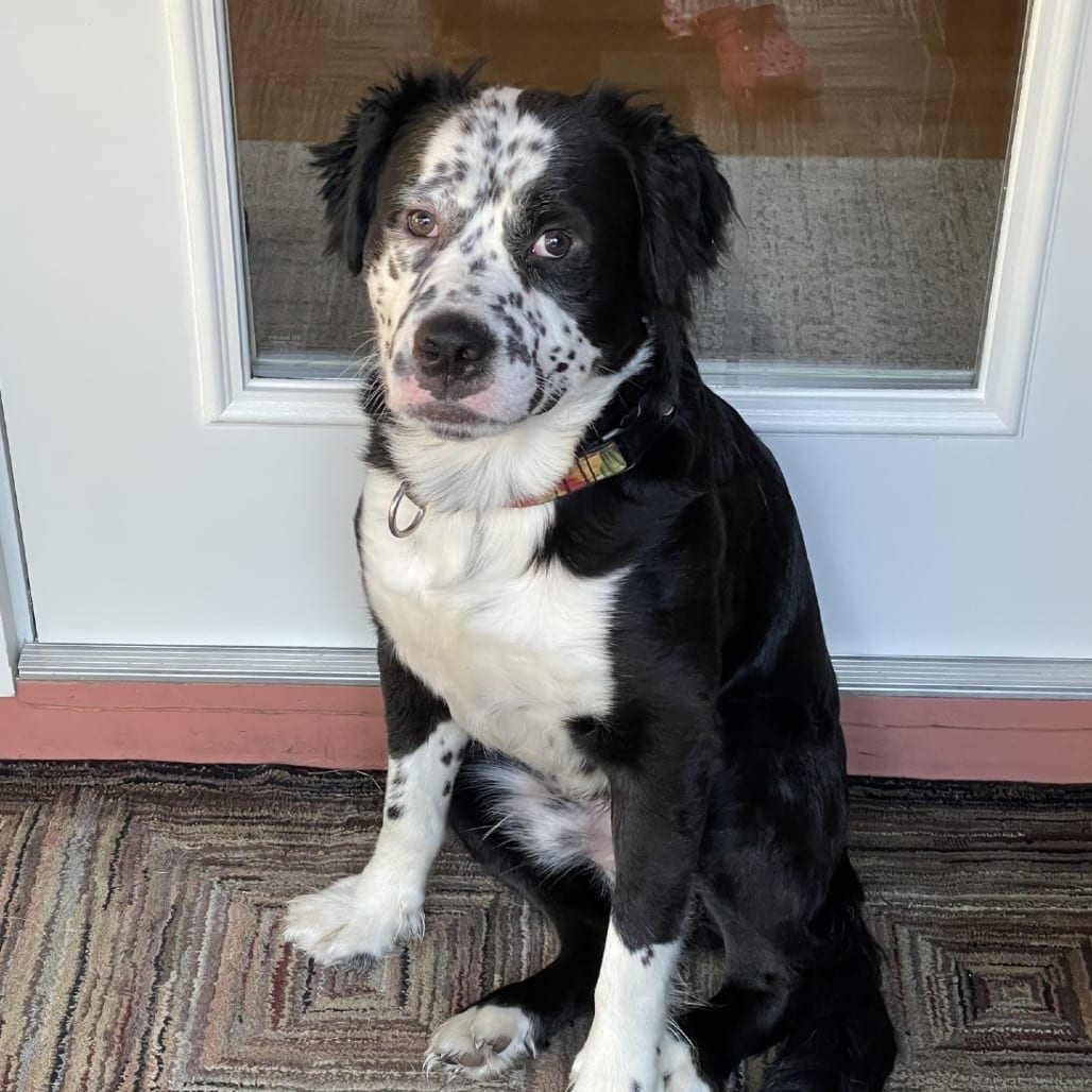 Photo of Jack-Foster, adoptable Mixed Breed (Medium) in Grand Rapids, Michigan