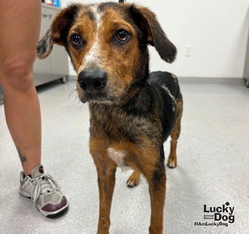 Photo of Teal, adoptable Shepherd in Washington, District of Columbia