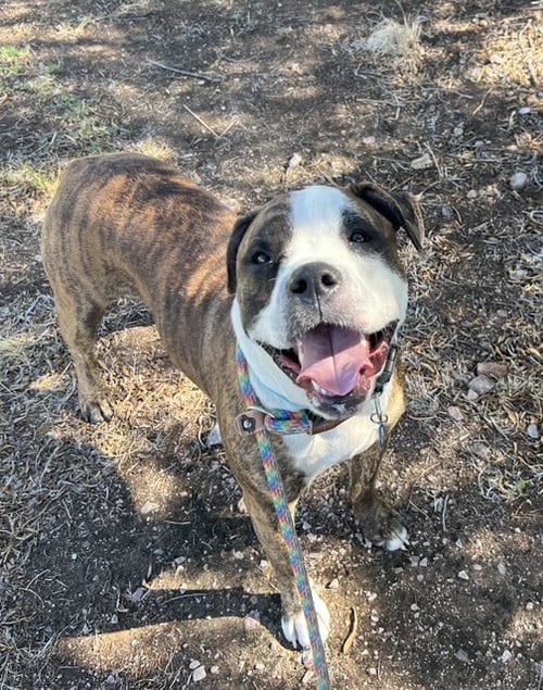 Photo of Bobby, adoptable American Bulldog in phoenix, Arizona
