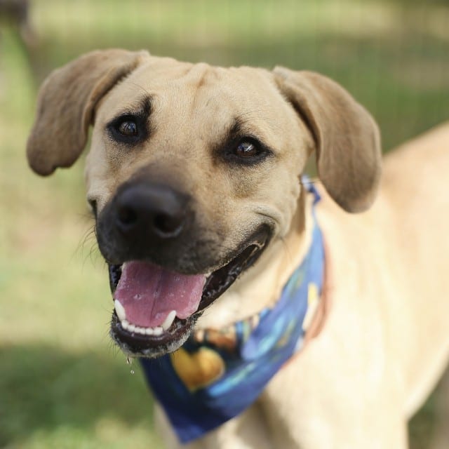 Photo of Baby Boy, adoptable dog in San Antonio, Texas