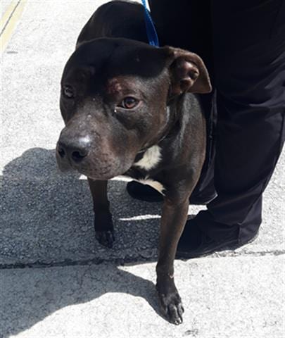 Photo of Petey, adoptable American Pit Bull Terrier in Green Cove Springs, Florida