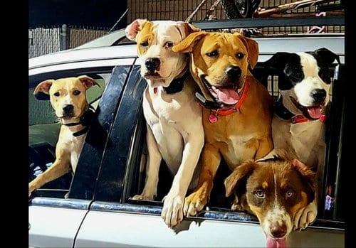 Photo of Dixy, adoptable American Pit Bull Terrier in San Diego, California