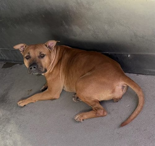 Photo of Snickerdoodle, adoptable Pit Bull Terrier in San Bernardino, California