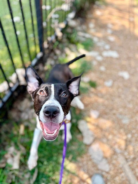Photo of Sage, adoptable Terrier in St. Louis, Missouri