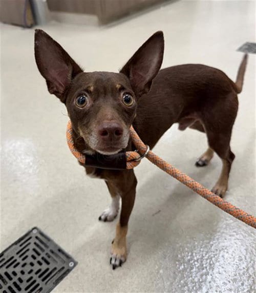 Photo of Fondu, adoptable Chihuahua in Baytown, Texas