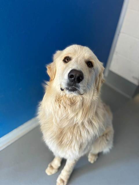 Photo of Frank N. Stein, adoptable Great Pyrenees in Visalia, California